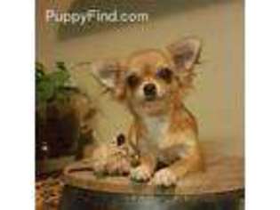 Chihuahua Puppy for sale in Chicago, IL, USA