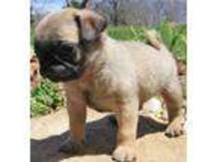 Pug Puppy for sale in Mountain Grove, MO, USA