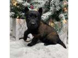 Belgian Malinois Puppy for sale in Russellville, KY, USA