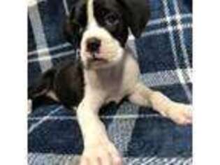 Boxer Puppy for sale in Pensacola, FL, USA
