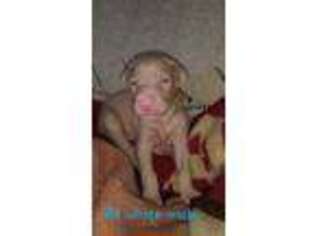 Doberman Pinscher Puppy for sale in Rock Falls, IL, USA