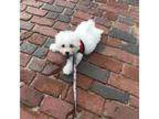 Bichon Frise Puppy for sale in Boston, MA, USA