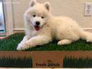 Samoyed Puppy for sale in San Diego, CA, USA