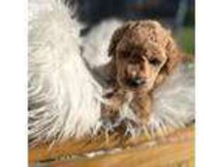 Goldendoodle Puppy for sale in Bellevue, IA, USA
