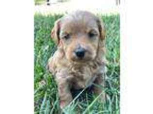 Mutt Puppy for sale in Highland, IL, USA
