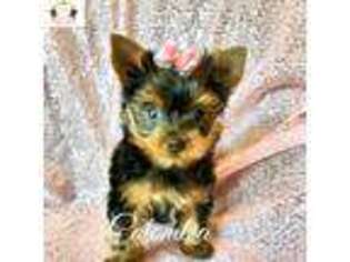 Yorkshire Terrier Puppy for sale in Missouri City, TX, USA