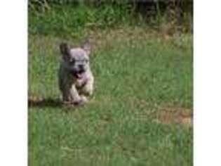 French Bulldog Puppy for sale in Fort Valley, GA, USA