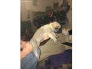 Mastiff Puppy for sale in Rittman, OH, USA