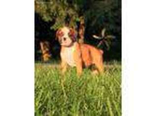 Boxer Puppy for sale in Southington, OH, USA