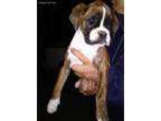 Boxer Puppy for sale in Chula Vista, CA, USA