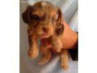 Yorkshire Terrier Puppy for sale in Erie, PA, USA