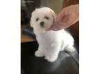 Maltese Puppy for sale in Salt Lake City, UT, USA
