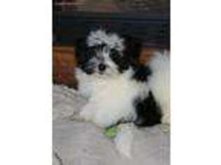 Havanese Puppy for sale in Kenney, IL, USA