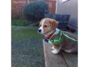 Pembroke Welsh Corgi Puppy for sale in Spartanburg, SC, USA