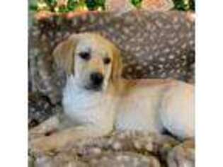 Labrador Retriever Puppy for sale in Alger, OH, USA