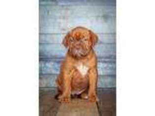 American Bull Dogue De Bordeaux Puppy for sale in Addison, MI, USA