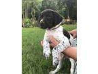 German Shorthaired Pointer Puppy for sale in Manheim, PA, USA