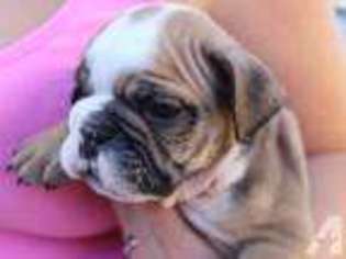 Bulldog Puppy for sale in MENIFEE, CA, USA