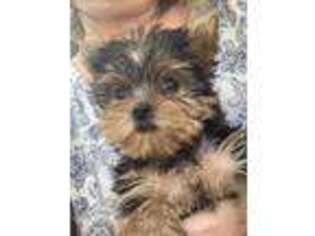 Yorkshire Terrier Puppy for sale in Fortuna, MO, USA