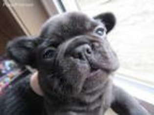 French Bulldog Puppy for sale in Owingsville, KY, USA