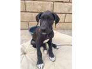 Great Dane Puppy for sale in Agoura Hills, CA, USA