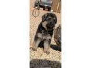 German Shepherd Dog Puppy for sale in Peoria, AZ, USA