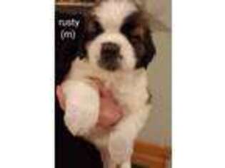 Saint Bernard Puppy for sale in Crook, CO, USA