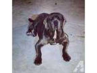 Neapolitan Mastiff Puppy for sale in MONTEBELLO, CA, USA