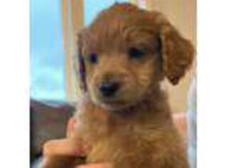 Goldendoodle Puppy for sale in Jordan, MN, USA