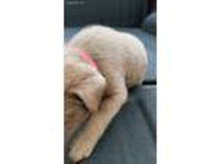 Labrador Retriever Puppy for sale in Bristol, IN, USA