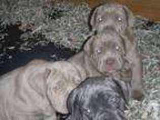Mastiff Puppy for sale in MUNFORDVILLE, KY, USA
