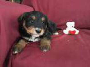 Mutt Puppy for sale in East Moline, IL, USA