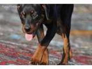 Rottweiler Puppy for sale in Pickens, SC, USA