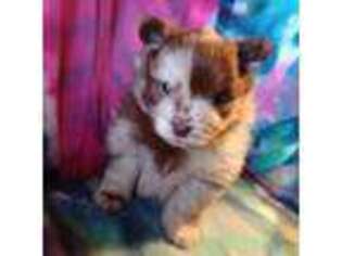 Pomeranian Puppy for sale in Newton, TX, USA