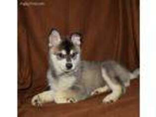 Alaskan Klee Kai Puppy for sale in Fort Scott, KS, USA