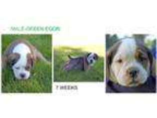 Olde English Bulldogge Puppy for sale in Middleton, ID, USA