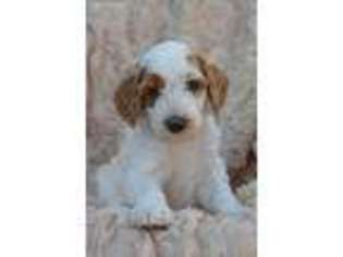 Goldendoodle Puppy for sale in Dubuque, IA, USA