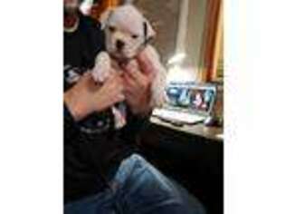 American Bulldog Puppy for sale in Harrison, MI, USA