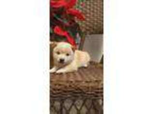 Shiba Inu Puppy for sale in Sabina, OH, USA