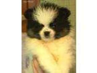 Pomeranian Puppy for sale in Sidney, ME, USA