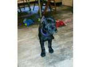 Cane Corso Puppy for sale in Alum Bank, PA, USA