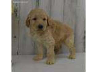 Goldendoodle Puppy for sale in Tuscola, IL, USA