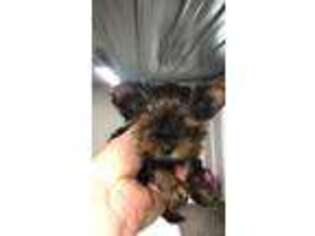 Yorkshire Terrier Puppy for sale in Shrewsbury, MA, USA