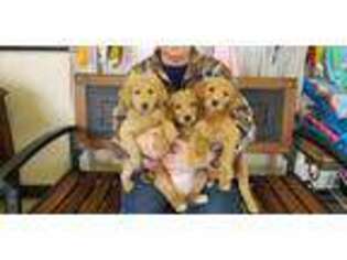 Goldendoodle Puppy for sale in Princeton, KY, USA