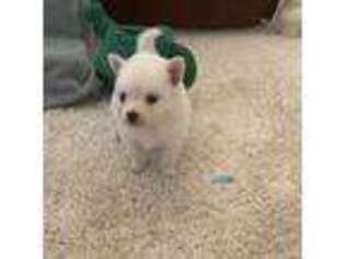 Mutt Puppy for sale in Spotsylvania, VA, USA