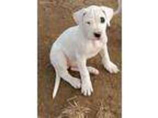 Dogo Argentino Puppy for sale in Tonganoxie, KS, USA
