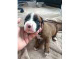 Boxer Puppy for sale in Alma, MI, USA