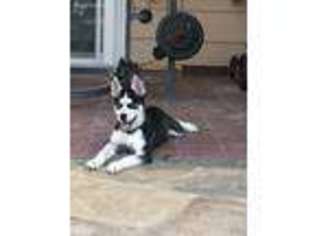 Siberian Husky Puppy for sale in Mesquite, TX, USA