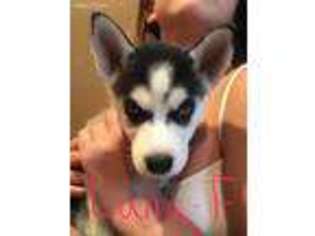 Siberian Husky Puppy for sale in Saint Croix Falls, WI, USA
