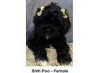 Shih-Poo Puppy for sale in Schaumburg, IL, USA